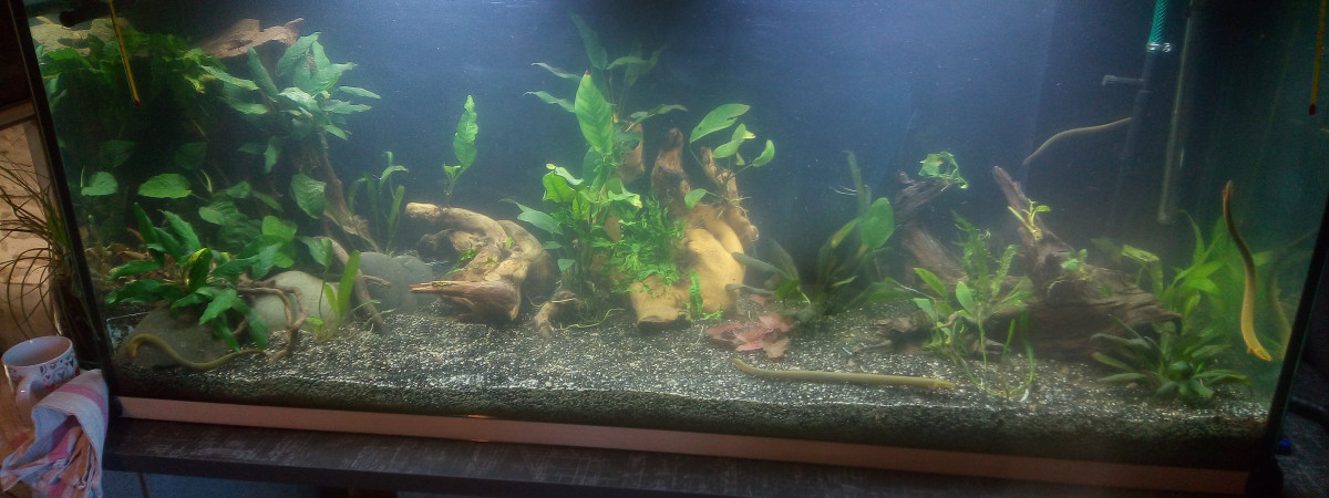 aquarium Erpetoichtys calabaricus