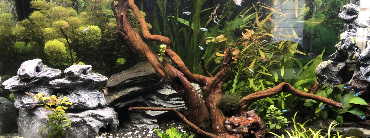 aquarium 200 litres