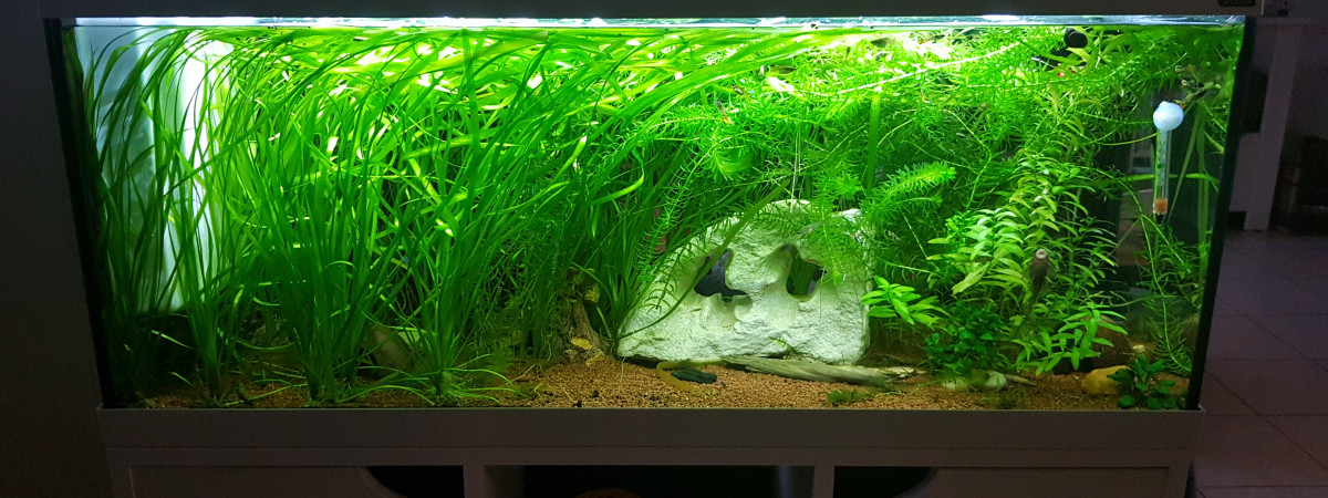 aquarium Aquarium de 100L