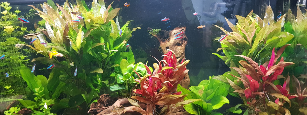 aquarium Eau douce 1