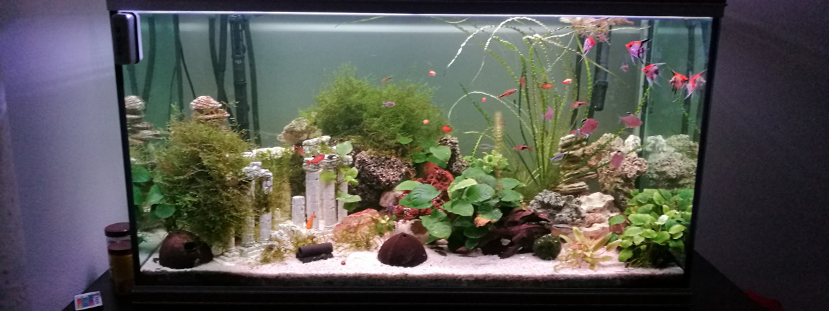 aquarium 420 litres eau douce