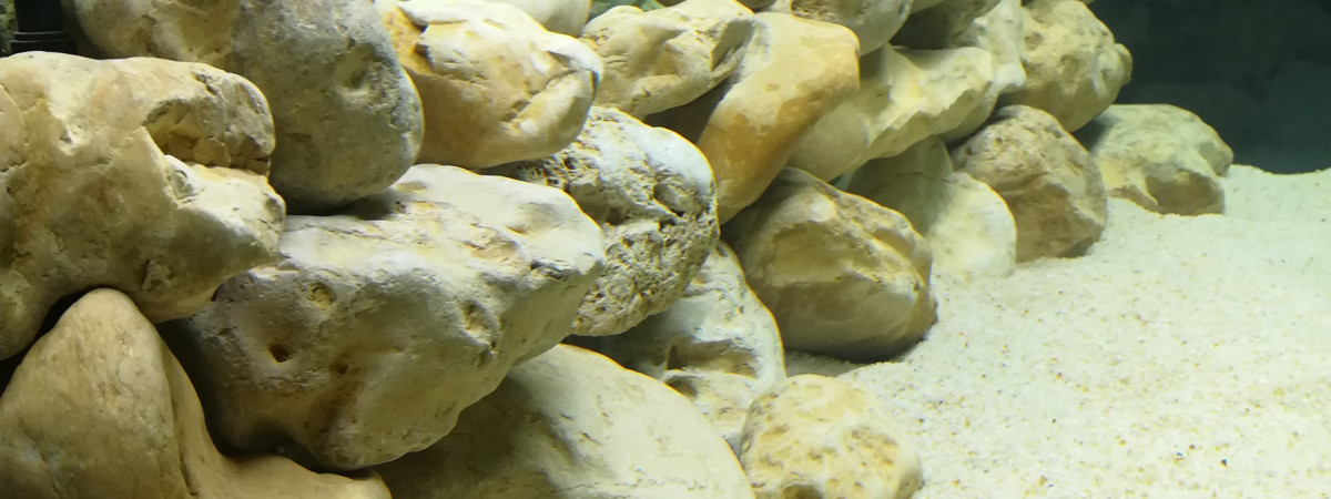 aquarium Zone malawi