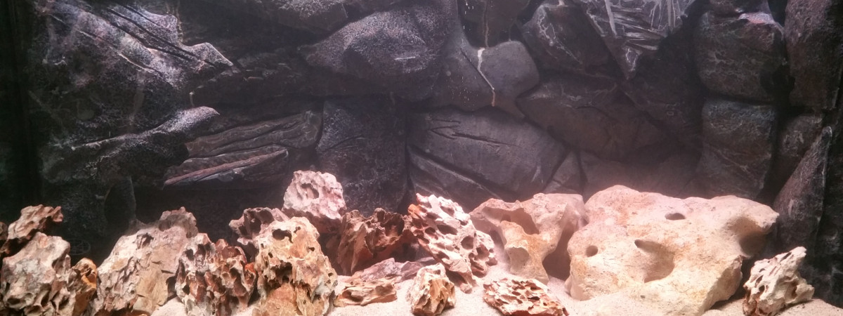 aquarium Bac 1