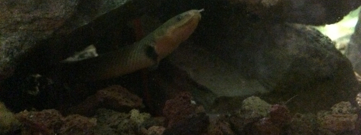 aquarium Tanganyika