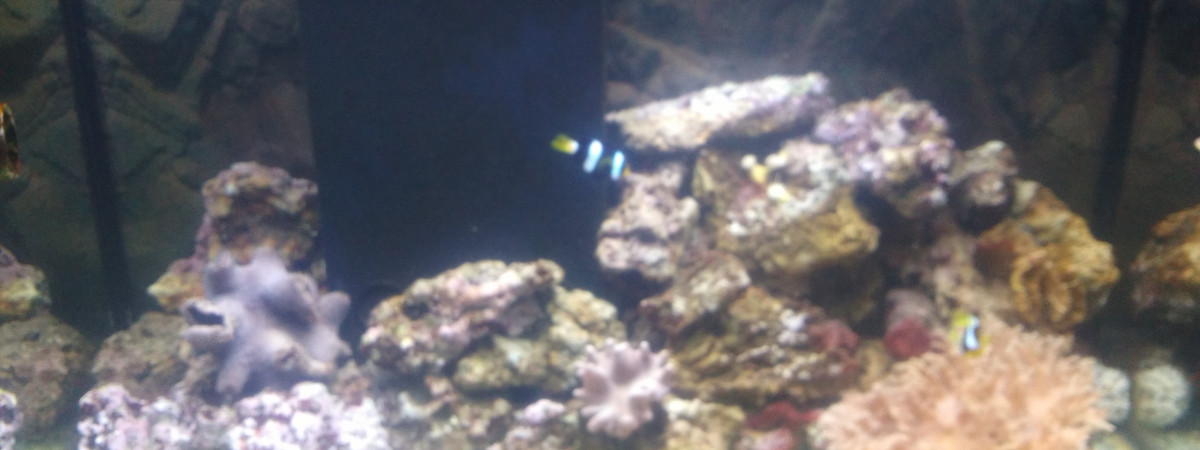 aquarium Eau de mer