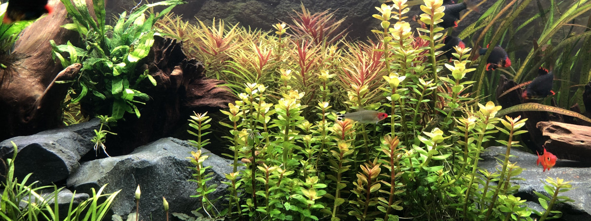 aquarium Mon aqua
