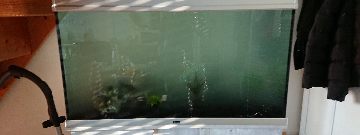 aquarium Pacmantank