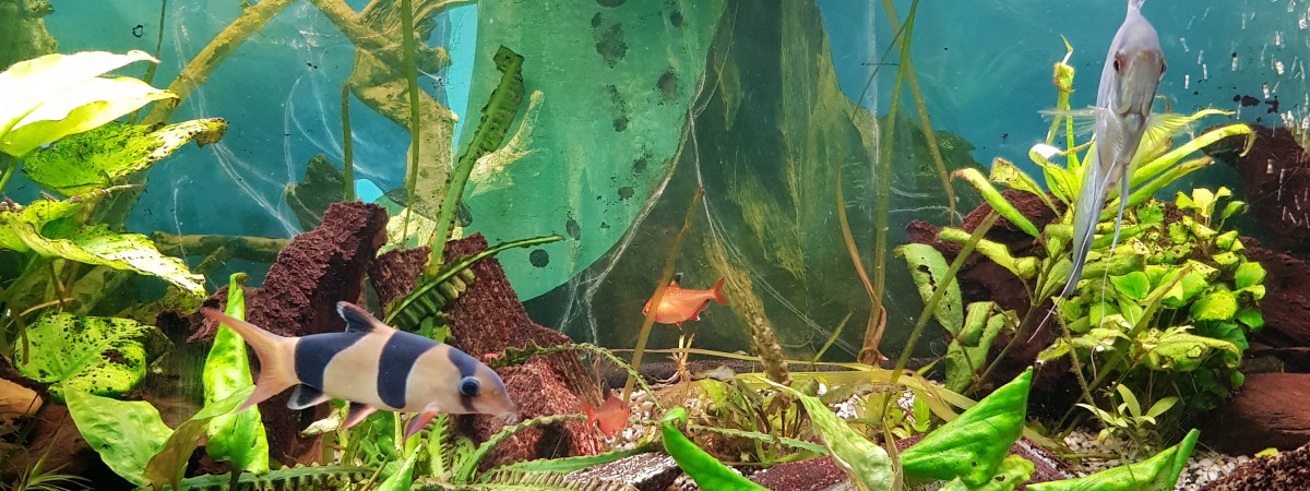 aquarium Melange