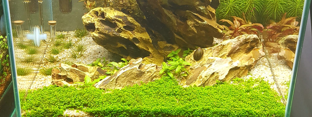 aquarium Nano scape