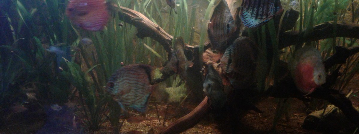 aquarium 2400l