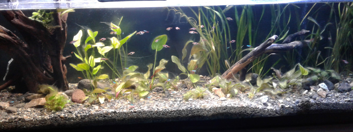 aquarium 600l