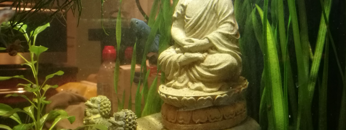 aquarium Nano cube 30l betta giant