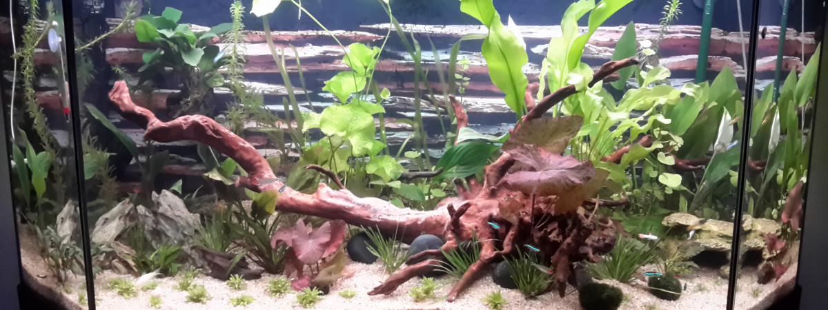 aquarium Communautaire