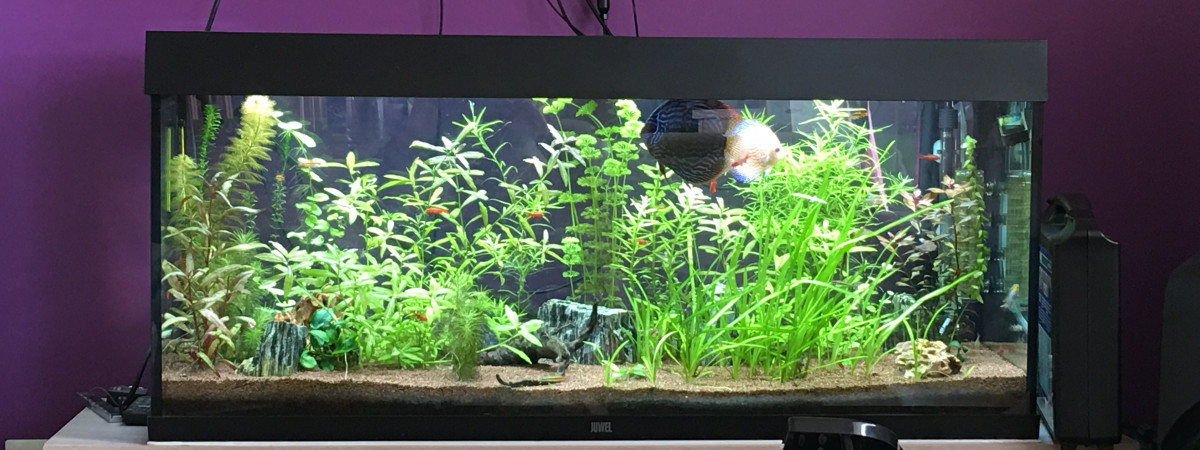 aquarium Amazone