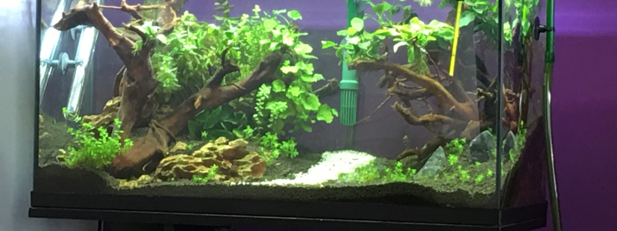aquarium Aquascape