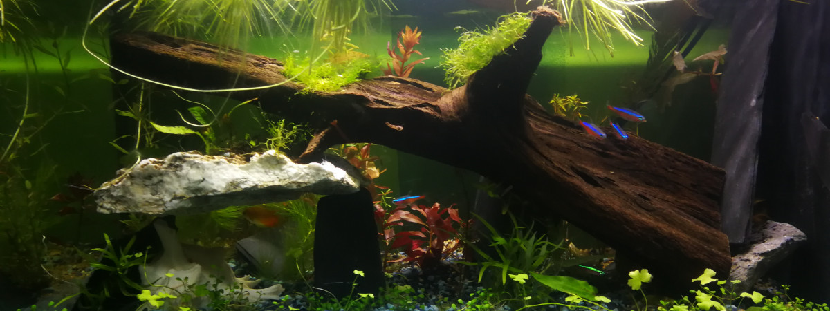 aquarium First one