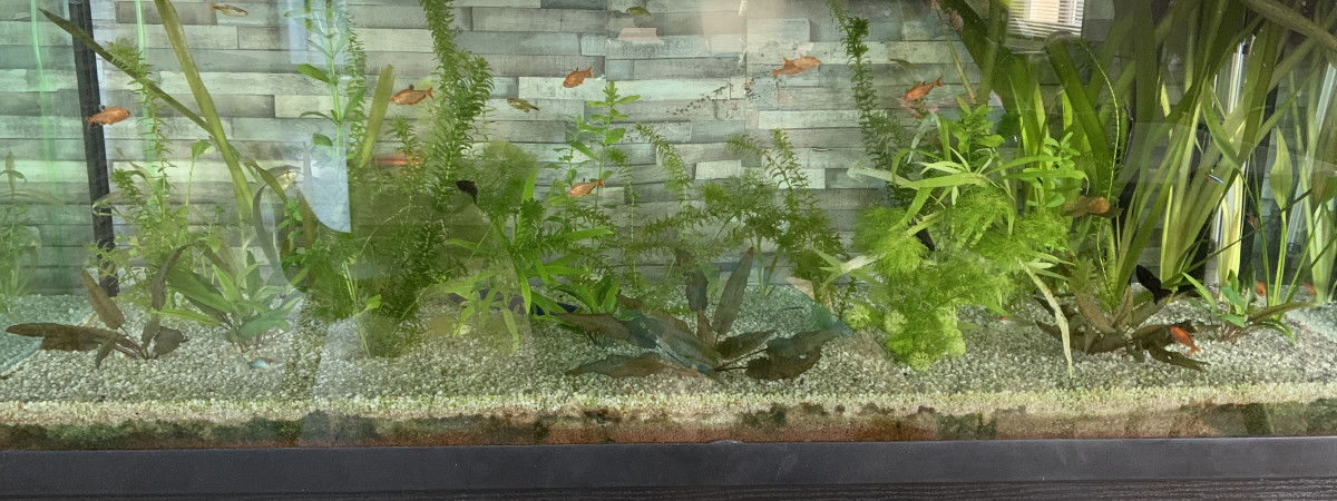 aquarium Yaqua