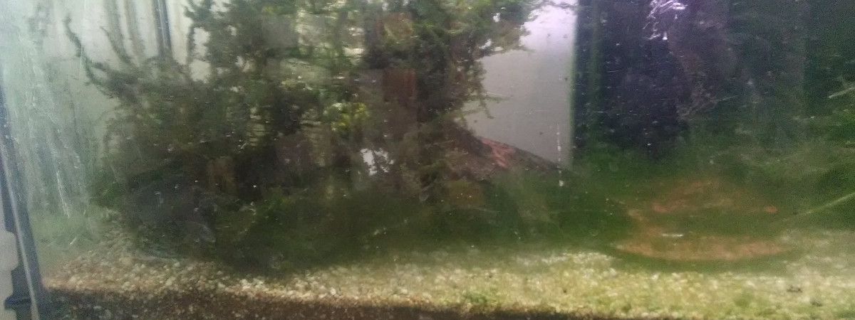 aquarium Débutant