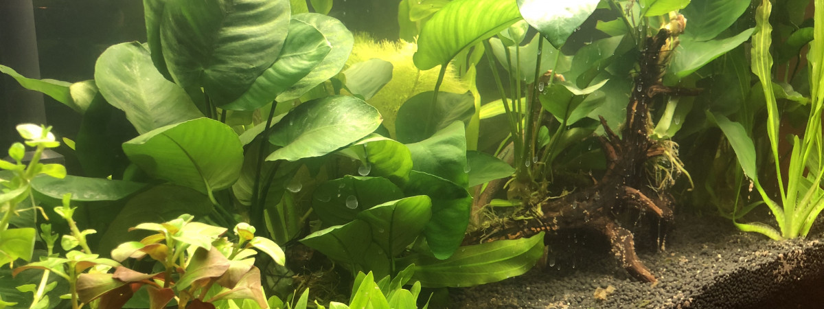 aquarium Amazonien