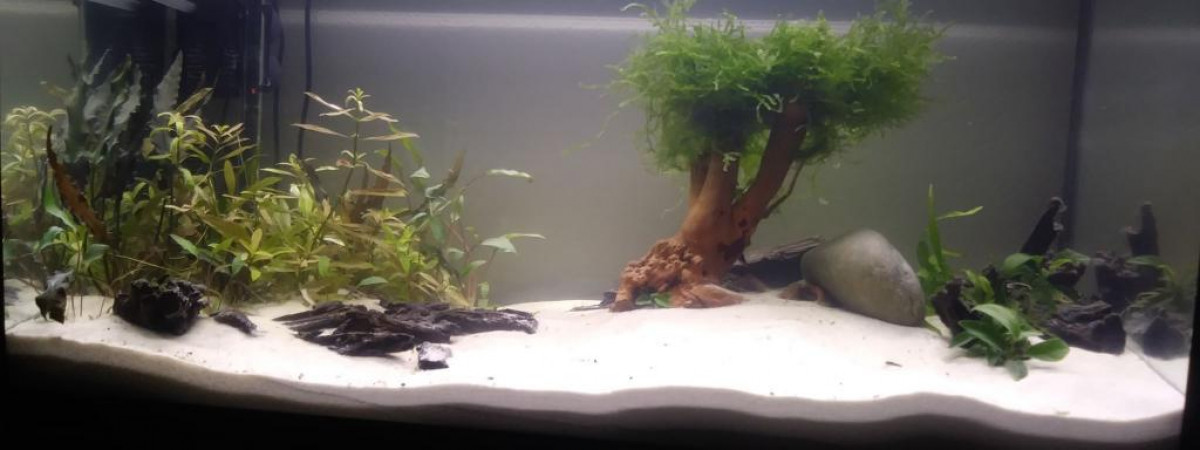 aquarium Juwel 100L