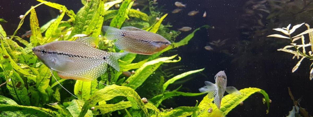 aquarium Juwel rio 240