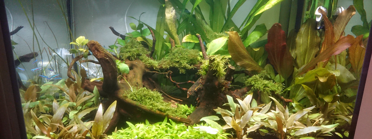 aquarium Askoll pure Led 68l
