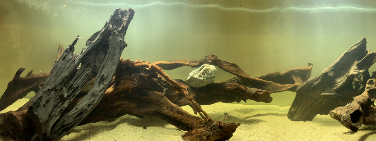 aquarium Américain