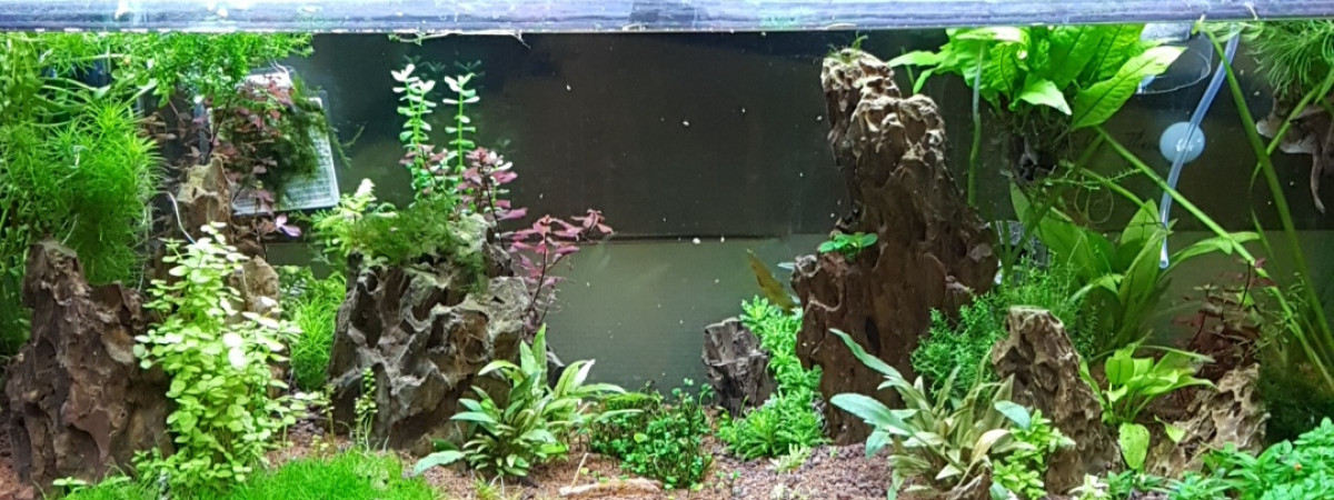 aquarium NewBacOkhoStone