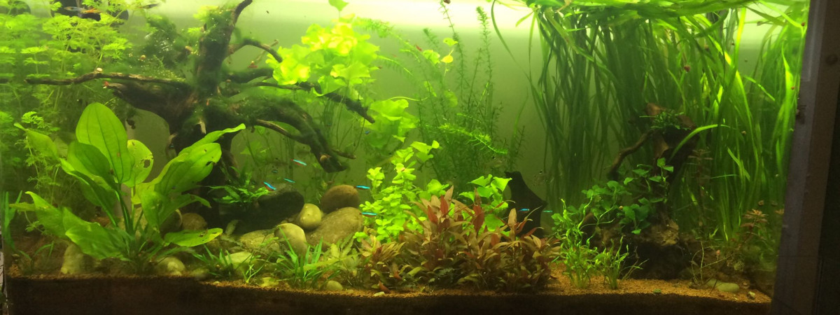 aquarium bac 320 L. communautaire