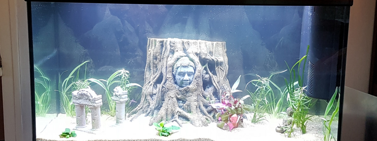 aquarium Bac ambiance asiatique