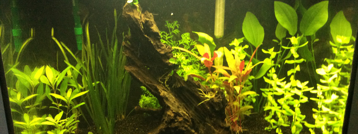 aquarium Amazonien