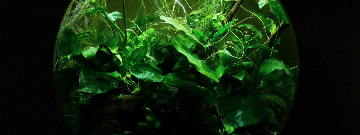 aquarium POECILIA WINGEI