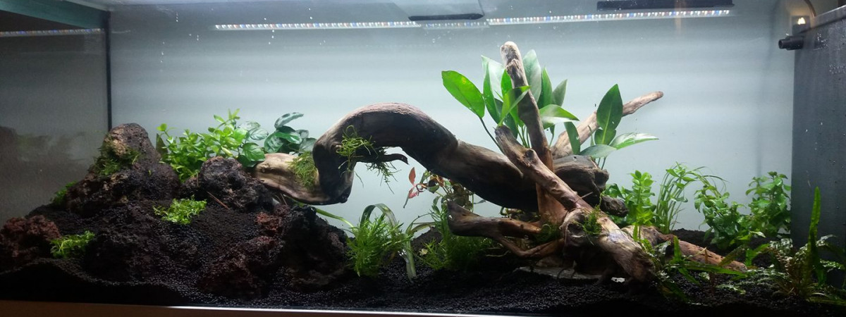 aquarium jm