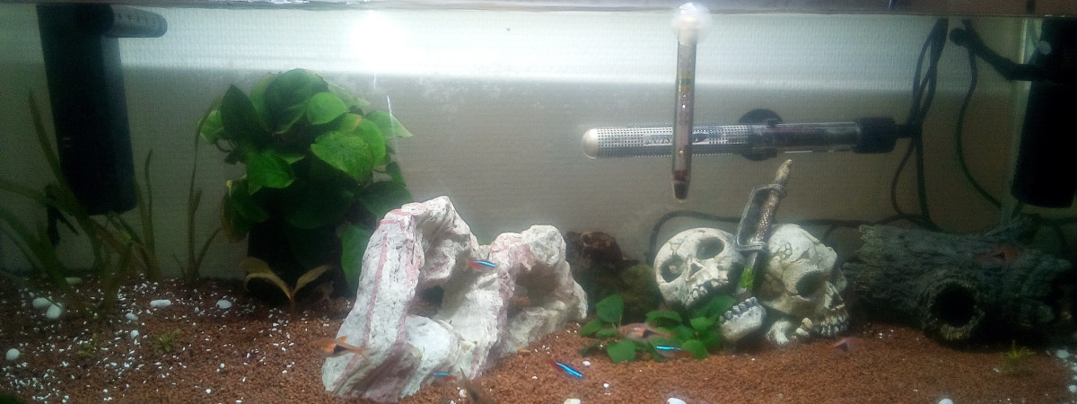 aquarium Ben