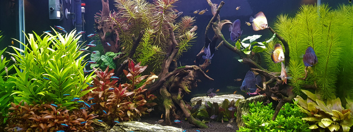 aquarium Aquarium salon 300L