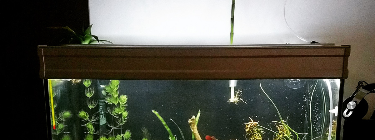 aquarium Fusion 80