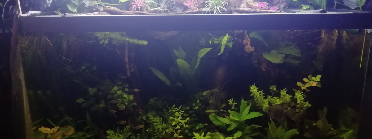 aquarium Osaka 320 Amazonien