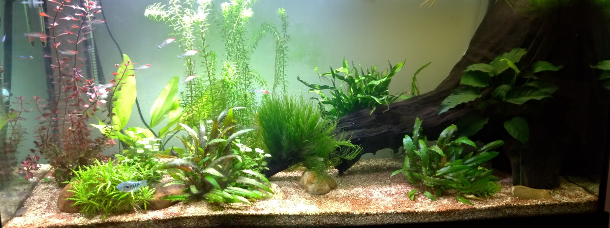 aquarium 230l