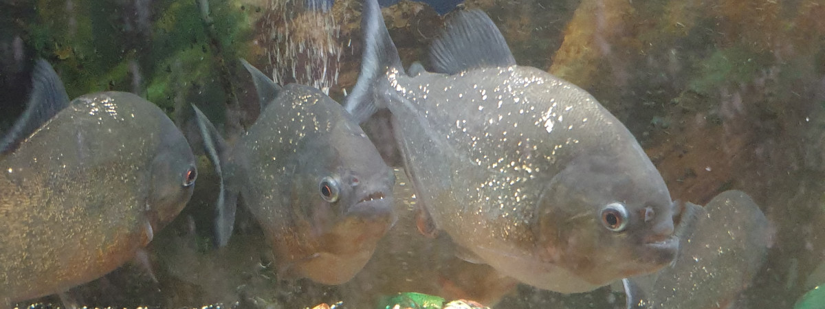aquarium Piranhas