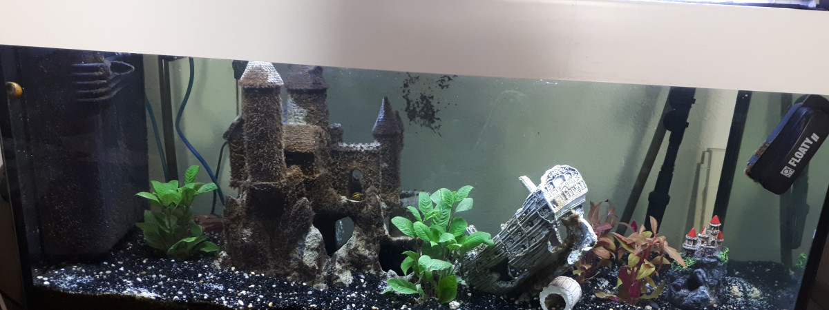 aquarium Aquarium en chantier