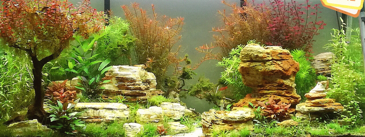 aquarium Osaka320