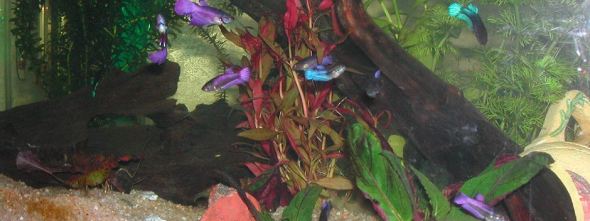 aquarium AquaBetta