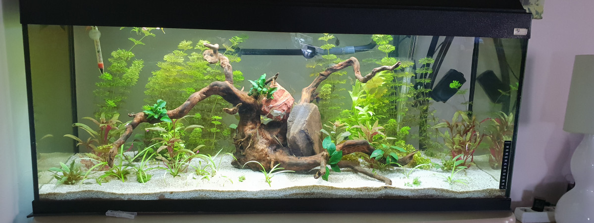 aquarium Le mien