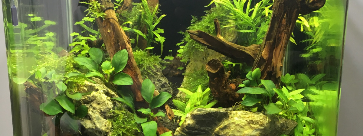 aquarium Forest Tank 30L