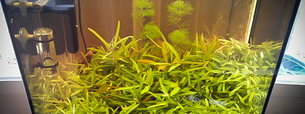 aquarium 20L  terre de bruyère