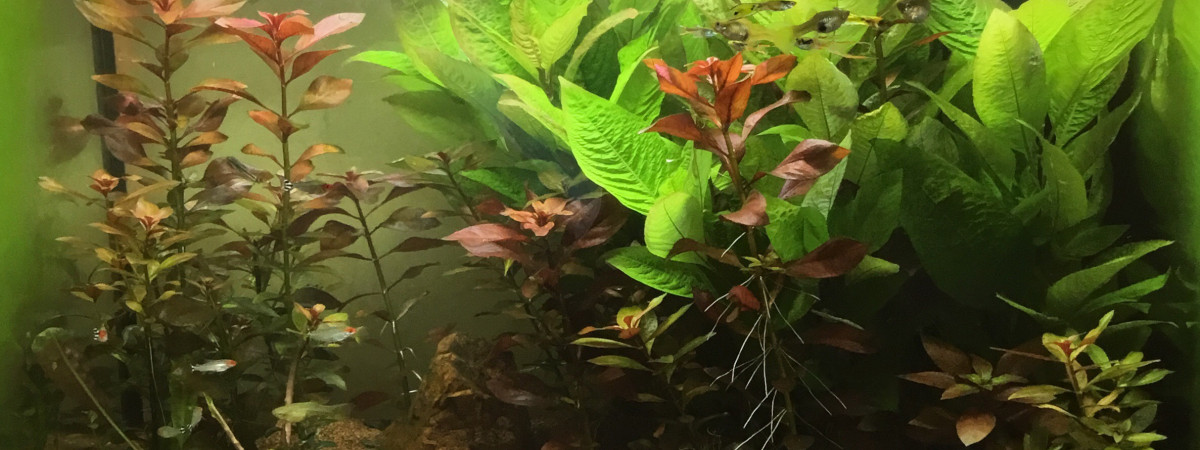 aquarium Elektra