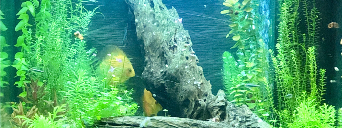 aquarium Discus