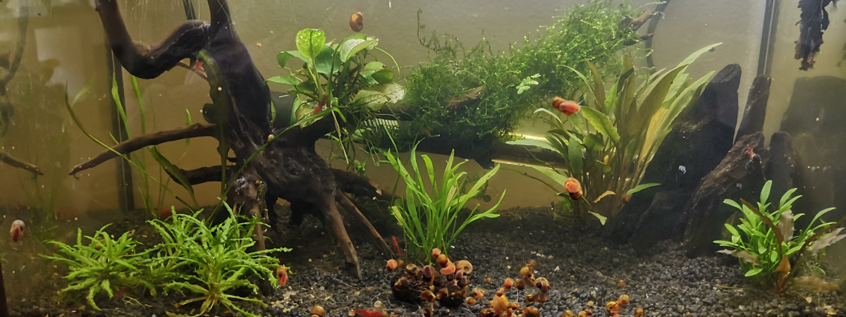 aquarium 20l Halfmoon Red Cherry Planorbes Roses