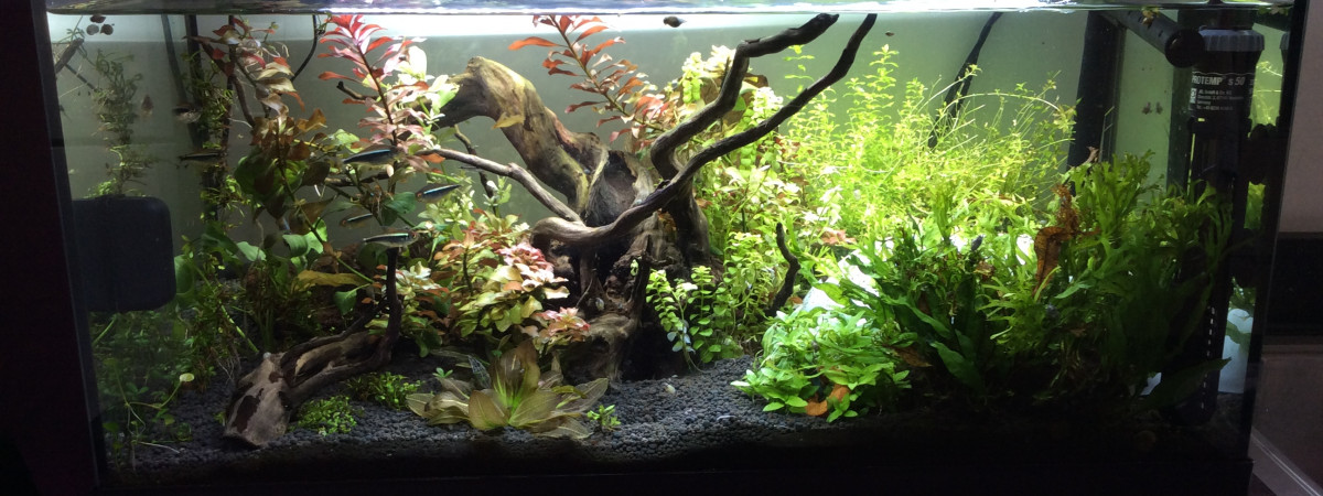 aquarium Petit aquarium