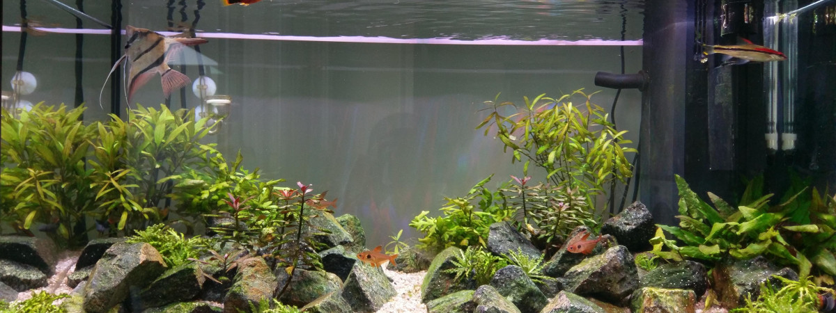 aquarium Juwel 100L